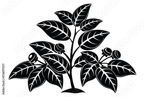 Black leafy plant with berries is displayed as a bold silhouette against white background