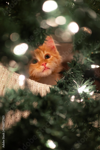 Curious Orange Kitten Looking Through Christmas Tree Lights
