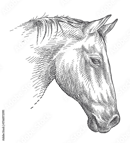 Hand-drawn graphic sketch of horse portrait in black isolated on white background. 