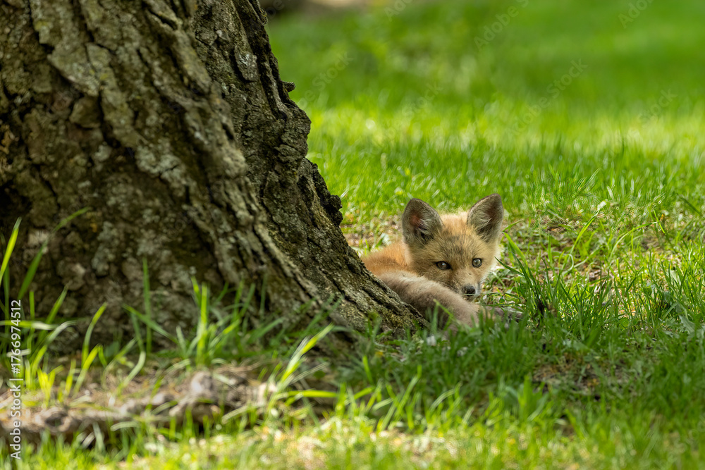 Naklejka premium baby fox sleeping at the base of a large tree in the shade