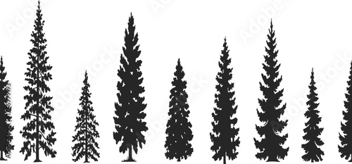 PrintConifer tree silhouettes, evergreen species comparison, forest shape diversity, botanical illustration, pine tree forms, nature graphic, isolated trees, white background
