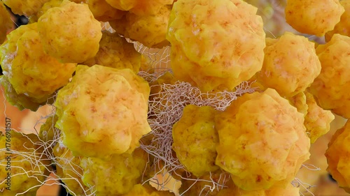 growing fat cells, Fat cell close-up, Weight gain, micro view 3d rendered medical animation