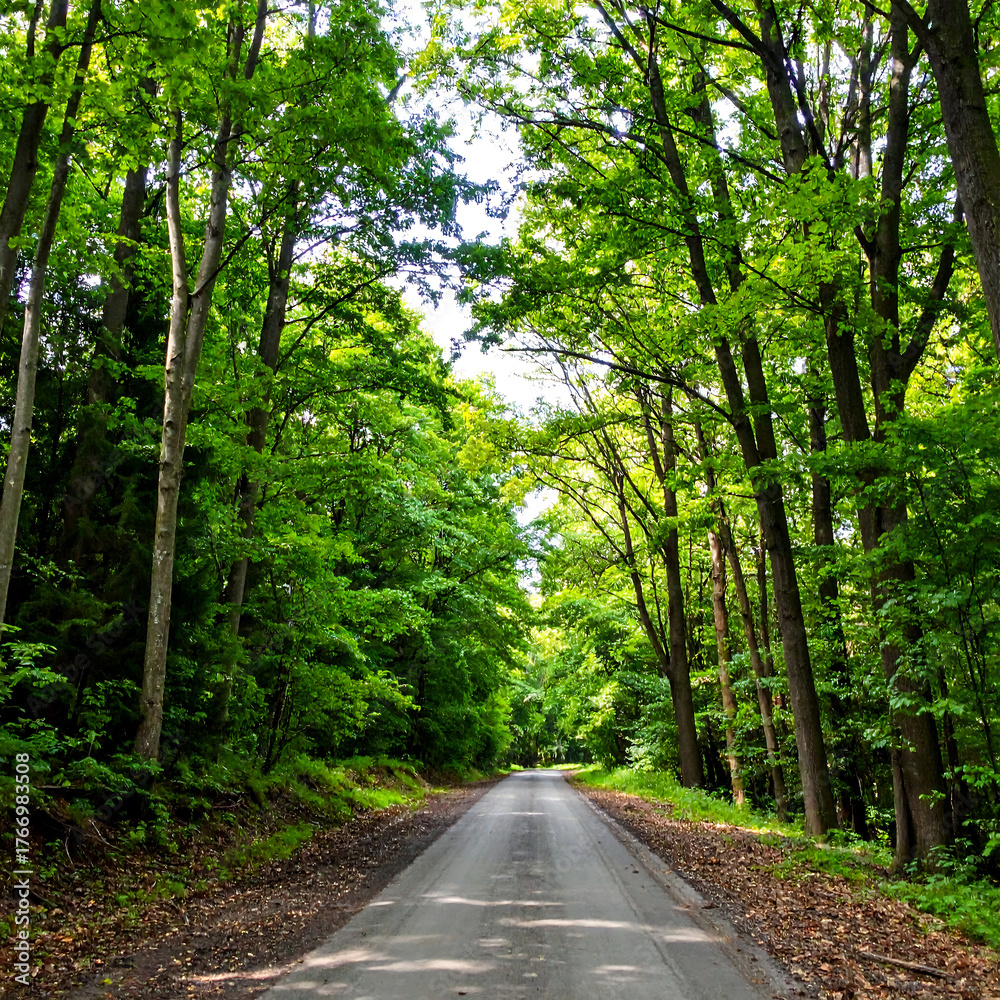 Obraz premium Road through lush forest canopy serene pathway under sunlight