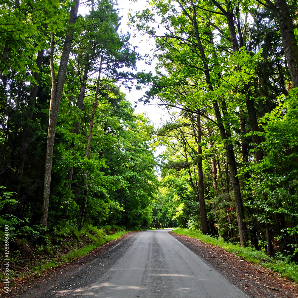 Fototapeta premium Road through lush forest with towering trees under bright daylight conditions
