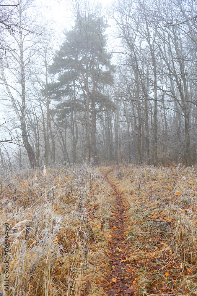 Fototapeta premium A path through the forest on frost