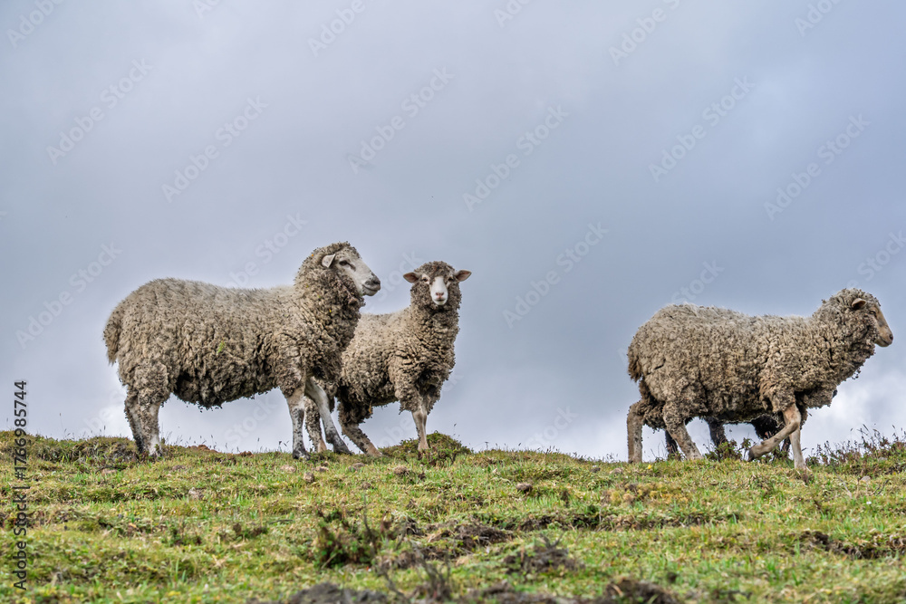 Obraz premium Flock of sheep gathered and walking in a green valley. Gray and cloudy sky of highlands.