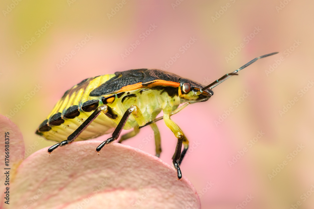 Naklejka premium Green stinkbug on top of an hydrangea flower with blurred colorful background