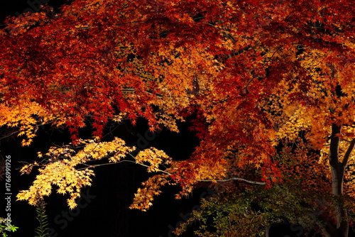 ライトアップされたカエデの紅葉