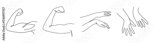 Four distinct arm poses showing biceps triceps forearms and hand flexion detail