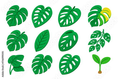 Vibrant Monstera Leaves. Isometric vector illustration set Tropical and Decorative Leaves: monstera deliciosa leaf, monstera