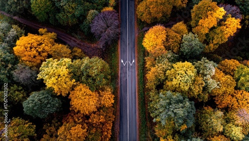 Autumnal forest road, aerial view (1)