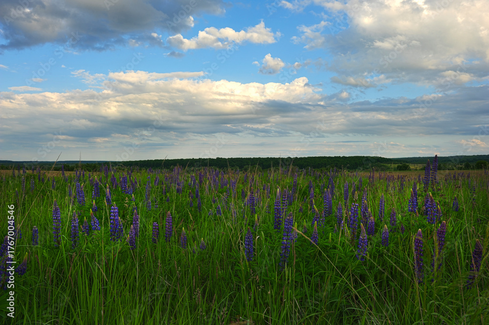 Fototapeta premium Sunset in a lupine flower field. HDR photo style.