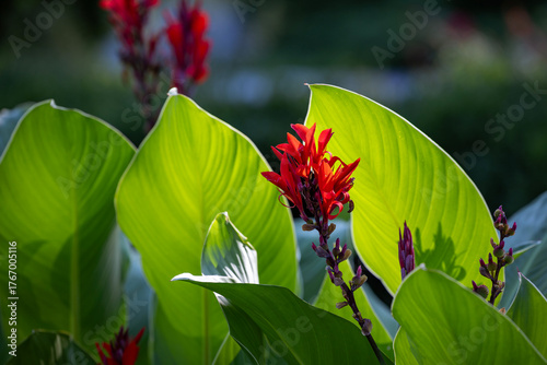 Vibrant red Canna Lily flowers and large green leaves are beautifully backlit by the sun. The glowing foliage contrasts with the dark, blurred background, highlighting the plant's tropical beauty.