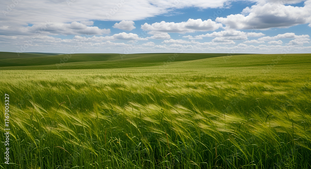 Obraz premium Vast green wheat field under a cloudy blue sky, with wind gently blowing through the stalks