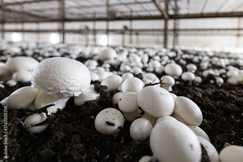 A selective focus, close-up shot of a white button mushroom growing in a dark, controlled farm environment. The fresh fungi are part of an industrial-scale harvest for food production.