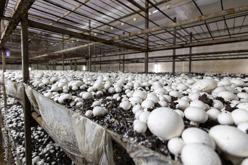 A dense bed of fresh white button mushrooms growing in a dark, controlled farm environment. This low-angle view highlights the industrial scale of modern fungi cultivation.
