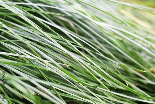 Green fresh grass in the garden.