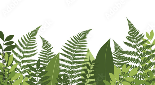 A variety of green fern fronds and leaves form a lush border against a white background.