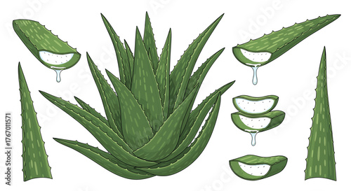 Illustration of a large aloe vera plant with several cut leaves and slices showing the gel inside.