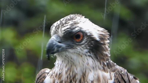 Detailed Close Up of Eagle with Orange Eyes in Rain Against Green Background
