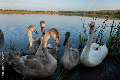 Cuadro en lienzo A family of swans with their babies on the shore of the pond, in the morning they swim to the camp and wait to see if they will throw something good to them