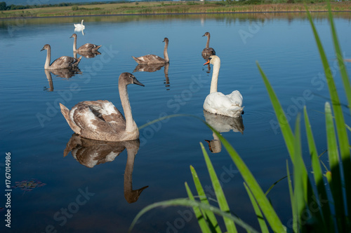 A family of swans with their babies on the shore of the pond, in the morning they swim to the camp and wait to see if they will throw something good to them.