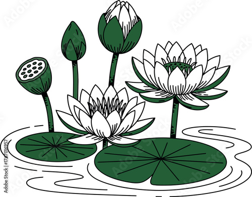 Vector art of water lily flower in green and white outline