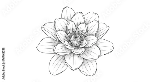 A detailed black and white line art illustration of a blooming aquatic flower, featuring delicate petals, intricate stippling, and precise shading.