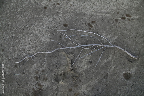 Dry Cracked Earth with Dead Branch Symbolizing Drought and Desolation