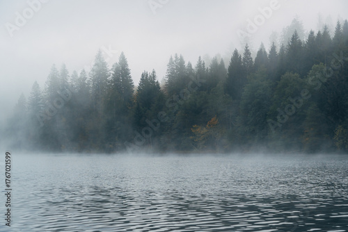 Foggy forest by the lake