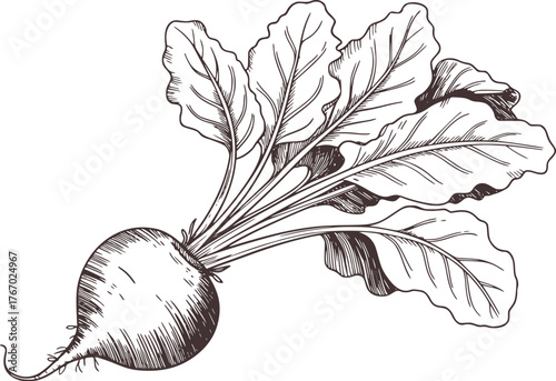 Black and white botanical illustration of a beet with leaves root vegetable