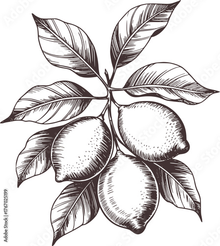 Black and white sketch of lemons on a branch with leaves fruit