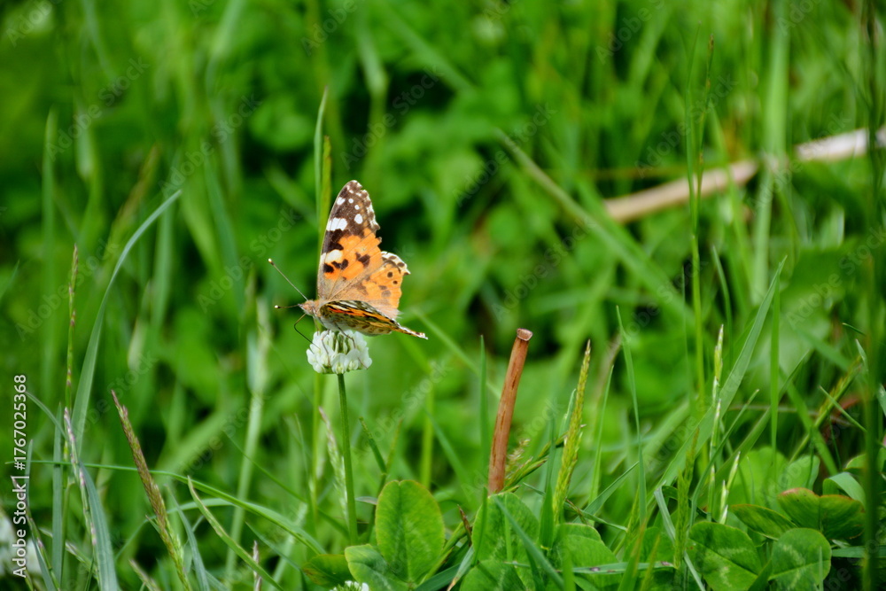 Obraz premium Close-up of a vibrant Painted Lady butterfly (Vanessa cardui) collecting nectar on a white clover flower in tall green grass. Macro wildlife photography.