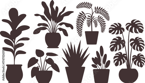 Potted plants with diverse leaf shapes and sizes houseplants foliage