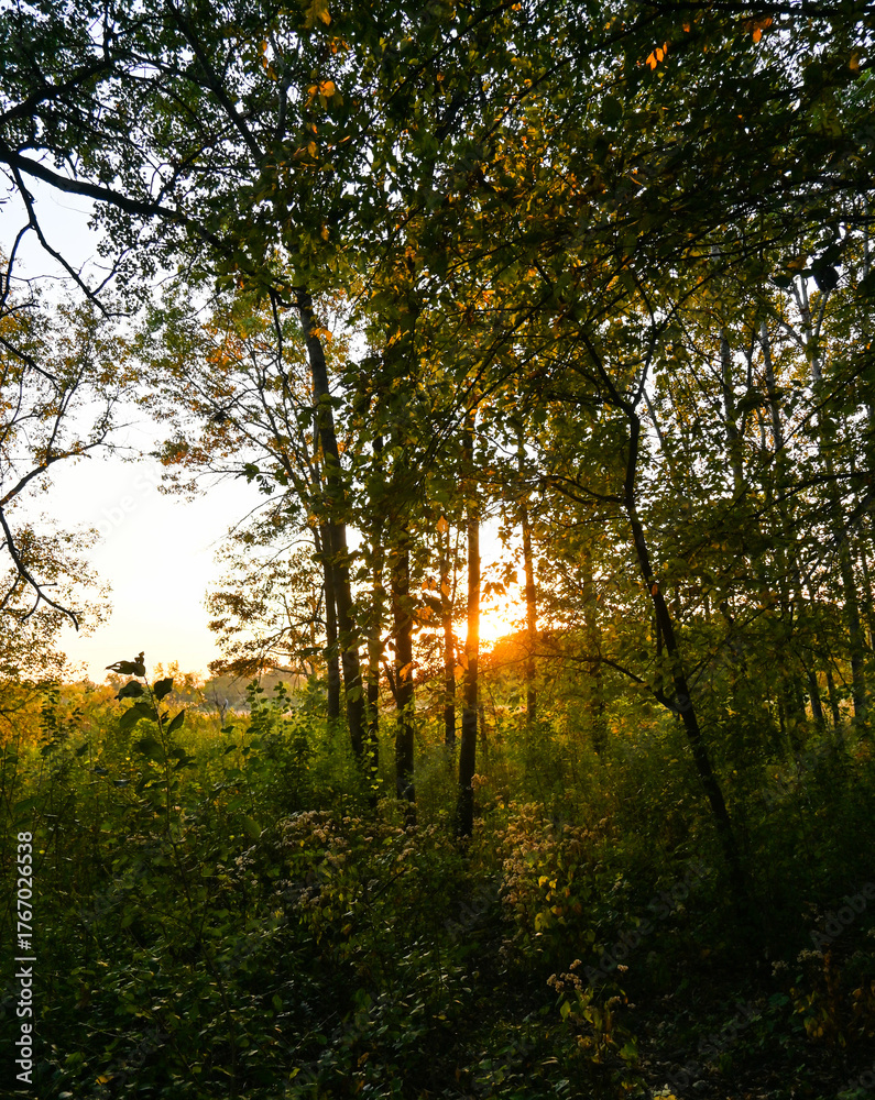 Fototapeta premium sun rays in the forest