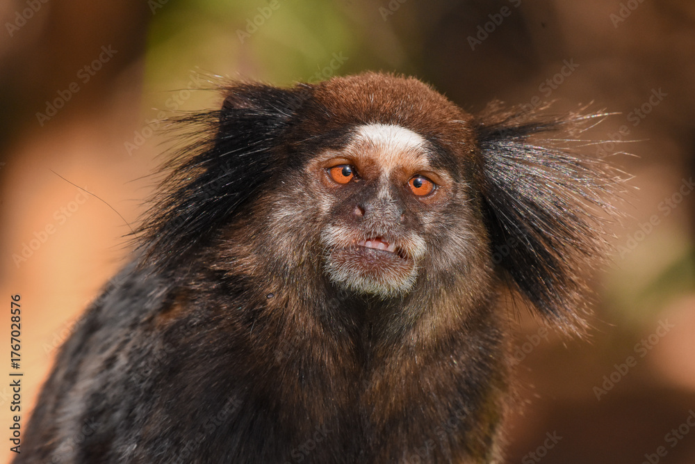 Obraz premium close up of young marmoset