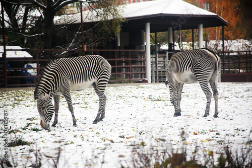 Wall Mural Two zebras graze in the snow at a zoo