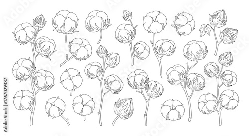Delicate line drawing of cotton branches with fluffy bolls scattered across the frame.