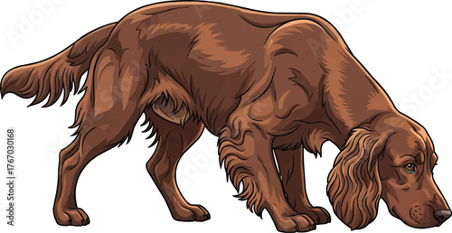 field spaniel dog sniffing alert pose vector illustration