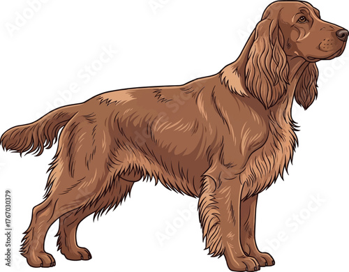 field spaniel dog standing side profile vector illustration