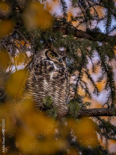 great horned owl perched in a pine tree at sunset during the fall as leaves change colors in sun valley idaho 