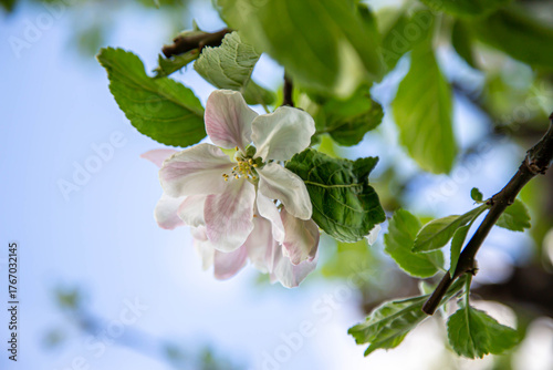 Apple Tree Blossoming Brightly in a Vibrant Spring Garden