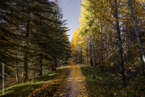 Beautiful walking path in sun valley central idaho near ketchum surrounded by trees and fall or autumn colors with the path covered in leaves 