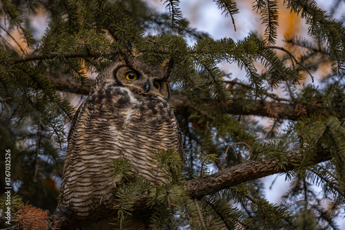 Great horned owl perched in a pine tree during the fall in sun valley, central idaho 