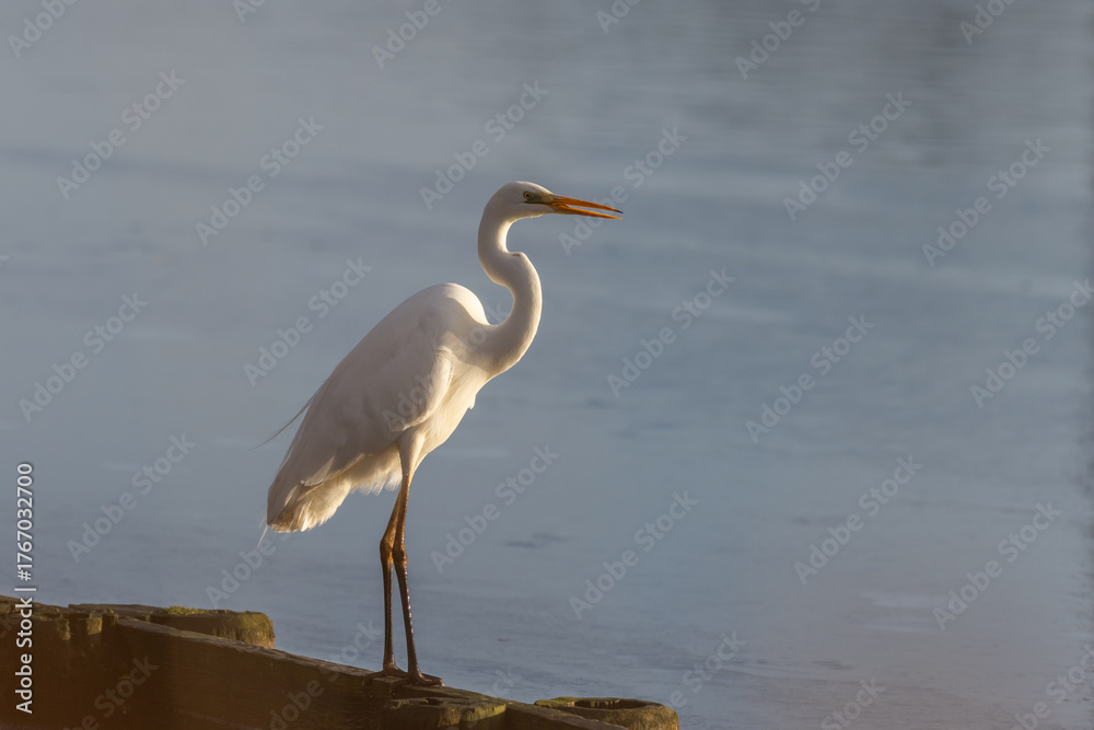 Naklejka premium Great egret (Ardea alba) - Silberreiher