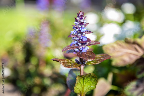 Ajuga reptans in Bloom — The Colors of Spring