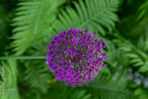 Purple Allium in Bloom — The Colors of Sommer