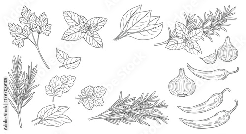 Collection of hand-drawn culinary herbs, spices, and garlic for illustration.