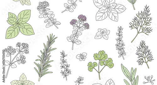 Collection of hand-drawn botanical illustrations of various fresh herbs and spices.