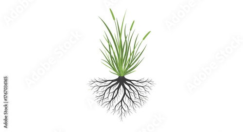 Illustration of a plant with green leaves and a complex root system in the soil.